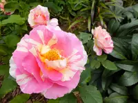DSCF9126.webp