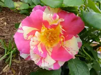 DSCF9127.webp
