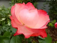 DSCF9130.webp