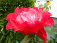 DSCF9135.webp
