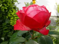 DSCF9195.webp