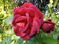 DSCF9165.webp
