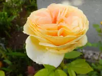 DSCF9173.webp