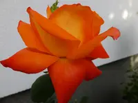 DSCF9176.webp