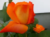 DSCF9185.webp