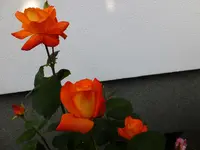 DSCF9181.webp