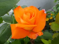 DSCF9187.webp