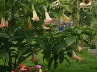 P9140404.webp