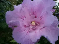 P9140411.webp