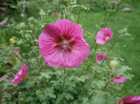 P9140412.webp