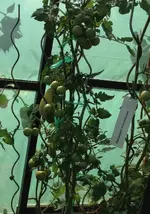 Tomaten2.webp