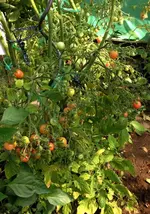 Tomaten4.jpg