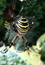 Wespenspinne.webp