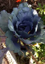 Rotkohl.webp