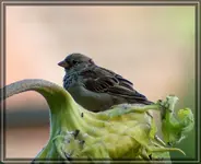 comp_DSC09879.webp