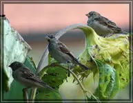 comp_DSC09885.webp