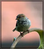 comp_DSC09896.webp