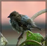 comp_DSC09897.webp