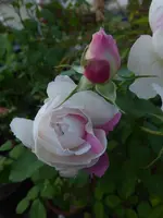 P1520753.webp