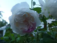 P1520806.webp