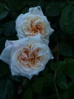 P1520842.webp