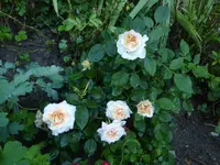 P1520841.webp