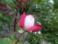 P1520669.webp