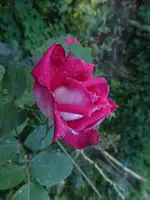 P1520825.webp