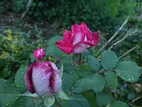 P1520827.webp