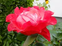DSCF9132.webp