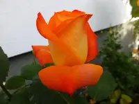 DSCF9178.webp