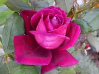 DSCF9172.webp