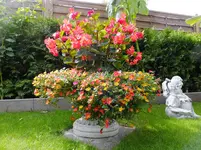 DSCF9206.webp