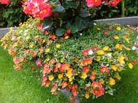 DSCF9210.webp