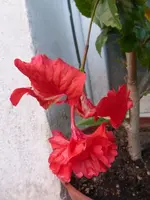 P1520872.webp