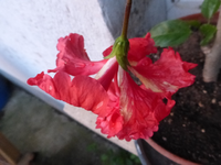 P1520870.webp