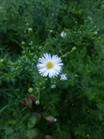 P1520847.webp
