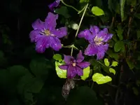 P1520860.webp