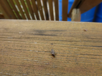 P1520033.webp