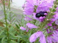 P1520471.webp