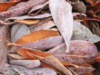 Bilda007.webp