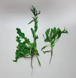 rasenkraut.webp