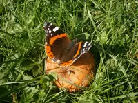 P9150416.webp