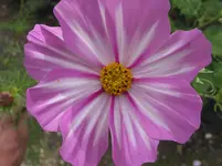 003.webp