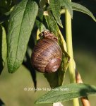 Forum Schnecke 40D_2015_09_14_01569.JPG