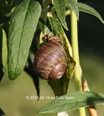 Forum Schnecke 40D_2015_09_14_01569.webp