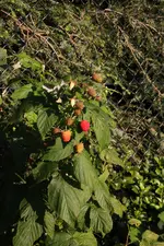Forum Himbeeren 40D_2015_08_29_01347.webp