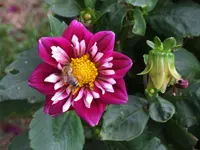 DSCF3981.webp