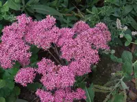 DSCF3982.webp