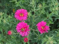 DSCF3983.webp